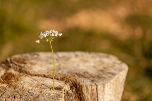 Phytagoras Foto: ©  Ali _Cobanoglu @ shutterstock