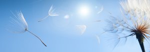 Psi Foto: ©  Chepko Danil Vitalevich @ shutterstock