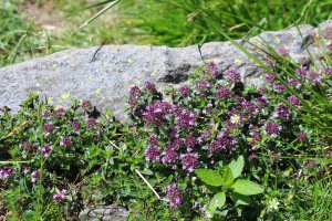 Quendel (wilder Thymian) Foto: ©  Werner Spiess @ shutterstock