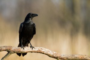 Rabe Foto: ©  Marcin Perkowski @ shutterstock