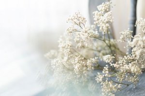 Schleierkraut Foto: ©  Diana.jpeg @ AdobeStock