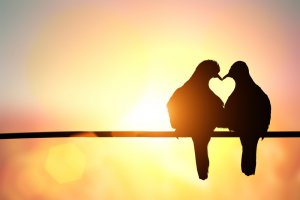 Seelentier Foto: ©  LittlePerfectStock @ shutterstock