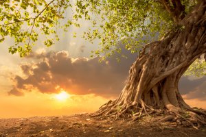 Seelenwanderung Foto: ©  TWStock @ shutterstock