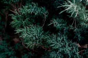Sinngrn Foto: ©  MariyaZhitnaya @ shutterstock