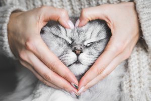 Tier-Coaching Foto: ©  Creative Cat Studio @ shutterstock