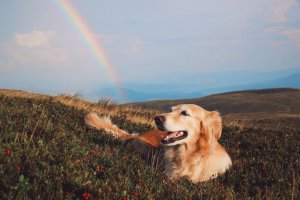 Tier-Jenseitskontakte Foto: ©  Alona Cherniakhova @ shutterstock