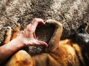 Tier-Reiki Foto: ©  Annette Shaff @ shutterstock