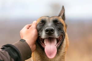 Tier-Rckfhrungen Foto: ©  Diablo Gato @ shutterstock