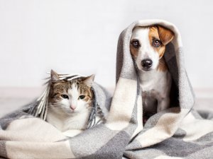 Tiere - 6. Sinn Foto: ©  Gladskikh Tatiana @ shutterstock