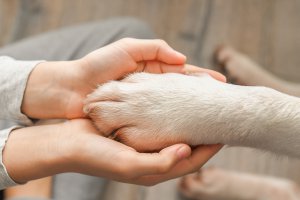 Tierflsterer Foto: ©  shadows_photo @ shutterstock
