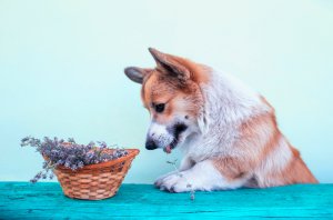 Tierhomopathie Foto: ©  Bachkova Natalia @ shutterstock