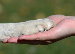 Tierkommunikation Foto: ©  kontessina @ AdobeStock