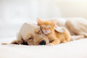 Tiertrume Foto: ©  FamVeld @ shutterstock