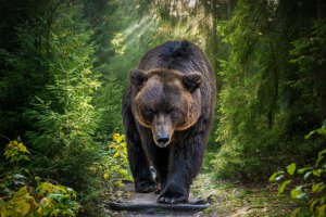 Totemtiere Foto: ©  Michal Hlavica @ shutterstock