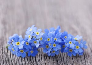Vergissmeinnicht Foto: ©  Elena Schweitzer @ shutterstock