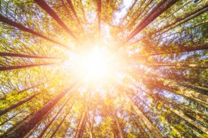 Waldbaden Foto: ©  Checubus @ shutterstock