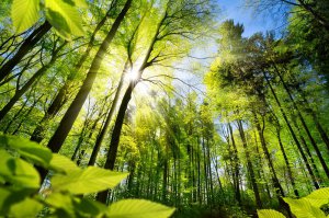 Waldmagie Foto: ©  Smileus.jpeg @ AdobeStock