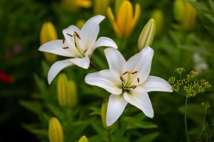Weisse-Lilienwurzel Foto: ©  Anton Nikitinskiy @ shutterstock