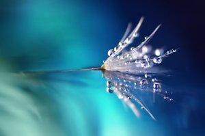 Weissmagie Foto: ©  LedyX @ shutterstock