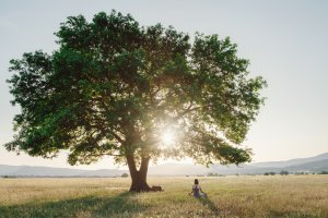Weltenbaum Foto: ©  U__Photo @ shutterstock