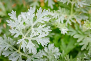 Wermut Foto: ©  nnattalli @ shutterstock