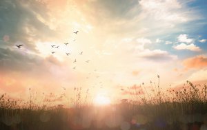 Wiedergeburt Foto: ©  Jacob_09 @ shutterstock