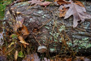 Yule Foto: ©  ntgibbo @ shutterstock