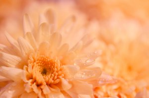 Zeremonie Foto: ©  rosypatterns @ shutterstock