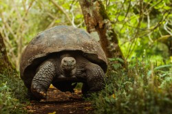 Krafttier Schildkröte  Foto: ©  Nick Blamire_Brown @ shutterstock