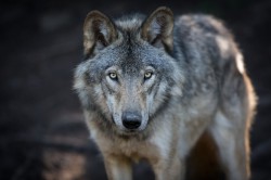 Krafttier Wolf  Foto: ©  PatrickLauzon photographe @ shutterstock