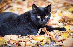 Schwarze Katzen  Foto: ©  Kateryna Yakovlieva @ shutterstock