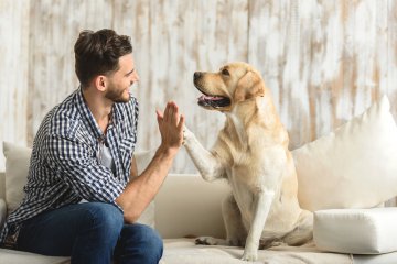 Warum ist mein Hund so frh gestorben? Foto: ©  Olena Yakobchuk @ shutterstock