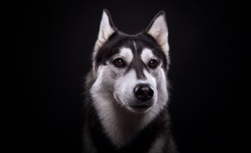 Krafttier Hund - Nutzen Sie seine Strke Foto: ©  Cressida studio @ shutterstock