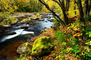 Waldbaden: Shinrin-Yoku Foto: ©  Malachi Jacobs @ shutterstock