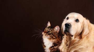 Tiersprache: Was will mir mein Tier sagen? Lernen Sie, Hund und Katze zu verstehen! Foto: ©  Tania Wild @ shutterstock