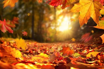 Pflanzenmagie im Herbst: Herstellung von Kruterbndeln und Herbstzaubern Foto: ©  Smileus.jpeg @ AdobeStock