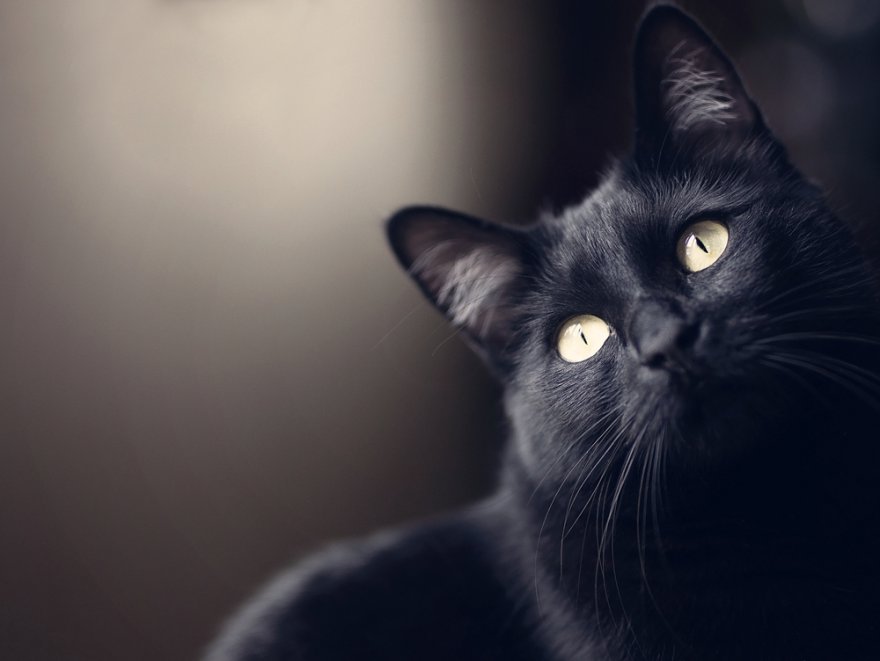 Magie der schwarzen Katze, Geschichte der schwarzen Katze Foto: ©  Helenelcg @ shutterstock