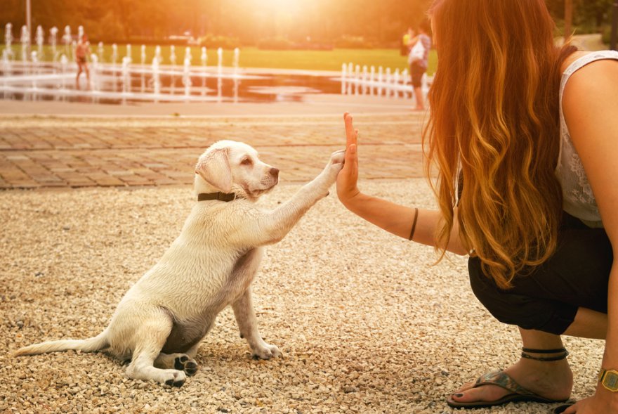 Tierkommunikation bietet eine Sttze, Hund-Mensch-Dolmetscher, mit Tieren zu kommunizieren Foto: ©  manushot @ shutterstock