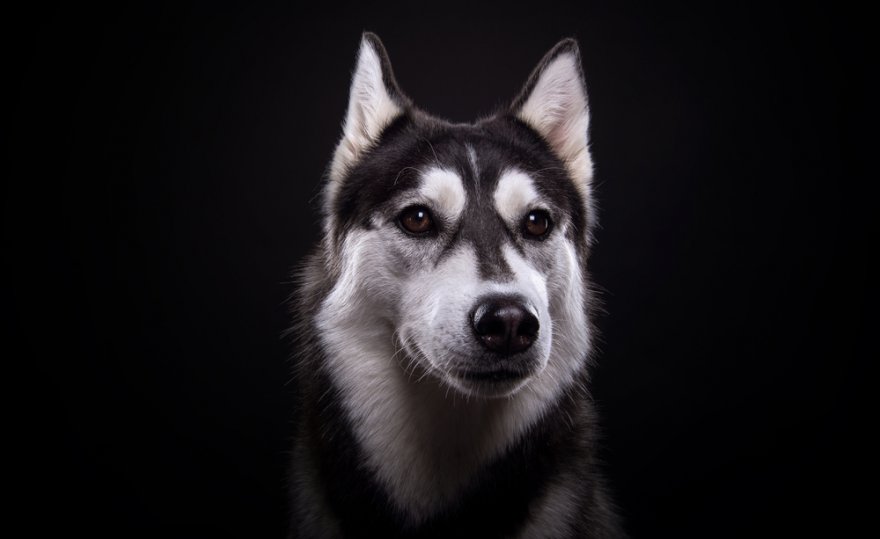 Krafttier Hund, Foto: ©  Cressida studio @ shutterstock