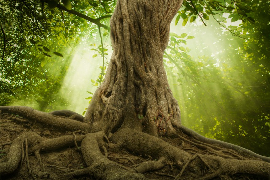 schamanisches Baumritual,keltisches Baumritual Foto: ©  sondem @ shutterstock