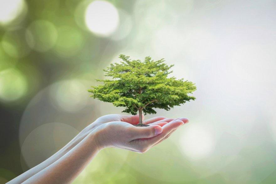 Bedeutung des Lebensbaumes Foto: ©  Chinnapong @ shutterstock