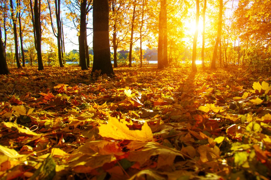 mit der Natur zu verbinden, Energie der Erde, der Herbst steht vor der Tr Foto: ©  irin_k @ shutterstock