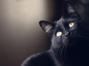 Die Magie der schwarzen Katzen  Foto: ©  Helenelcg @ shutterstock