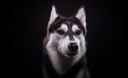 Krafttier Hund - Nutzen Sie seine Stärke  Foto: ©  Cressida studio @ shutterstock