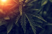 Cannabis Pflanze - Fluch oder Segen?  Foto: ©  Lumppini @ shutterstock