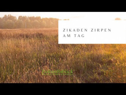 Zikaden Zirpen am Tag / im Sommer Foto: © Eugene R @ Shutterstock